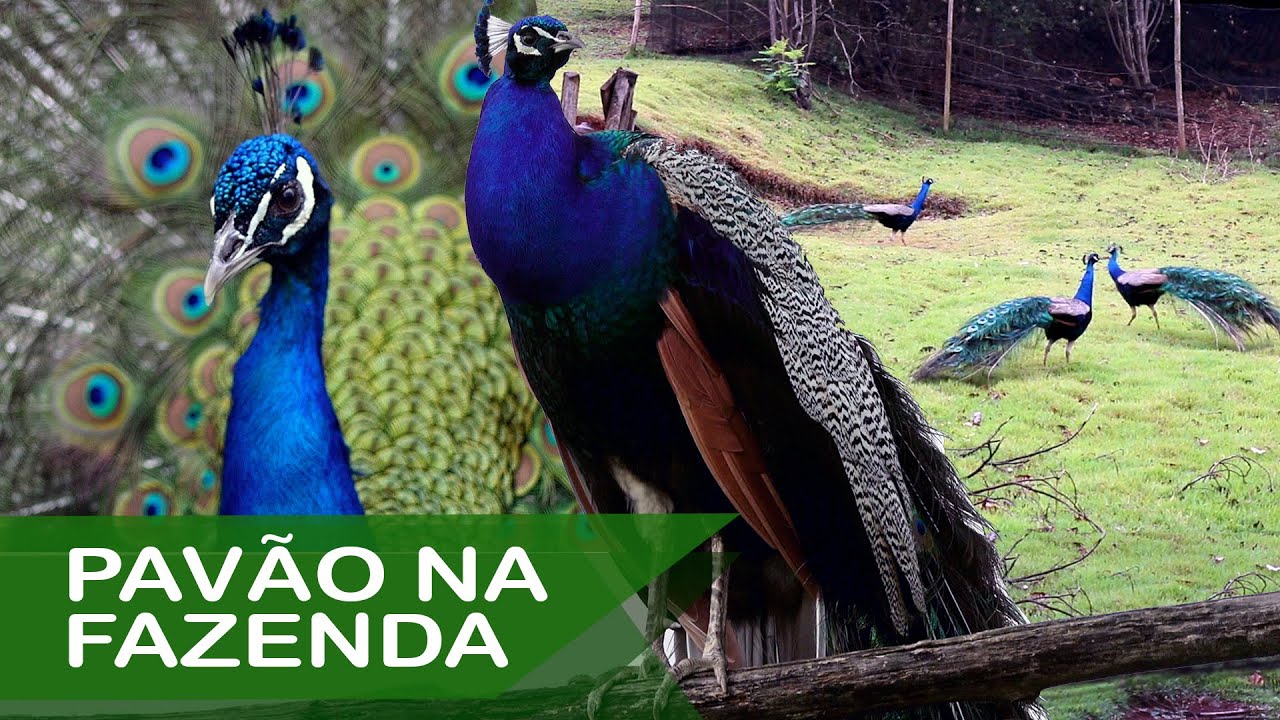 Pavão Selvagem na Fazenda São Marcos | Criação de Pavões