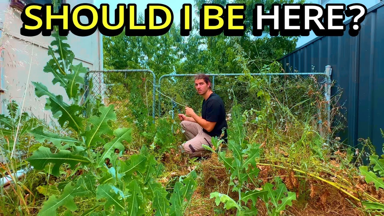 This OVERGROWN Yard Turned CATASTROPHIC &mdash; I HAD To Knock on the Door