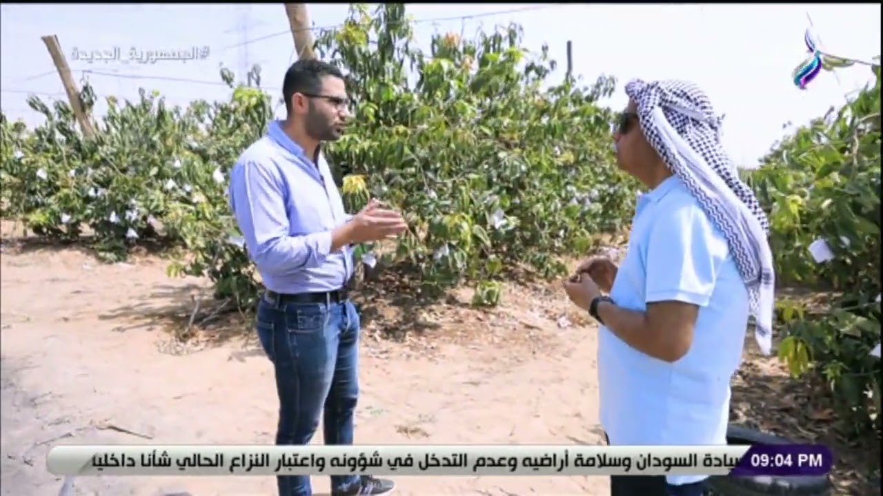 المحصول تضاعف .. صاحب إحدى مزارع المانجو: نتوقع موسم ناجح من المحصول هذا العام
