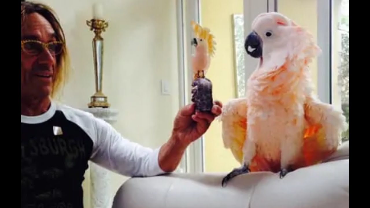 Iggy Pop bird Biggie doing a dance
