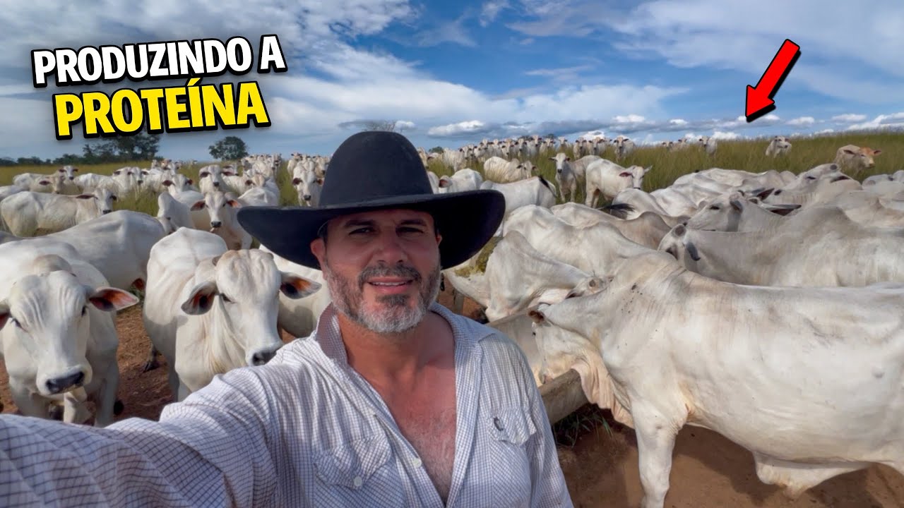MANEJO DIÁRIO NA FAZENDA RECRIA E ENGORDA 