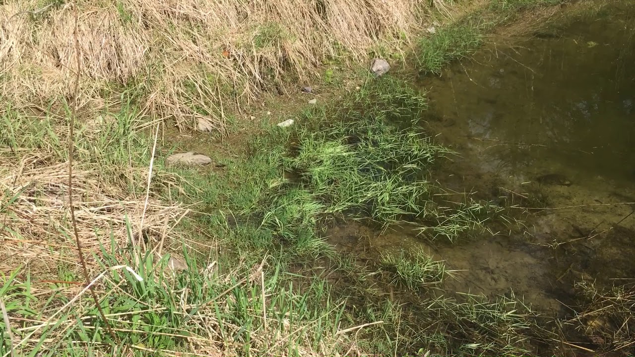 Bullfrog eats little frog and tries to eat snake!!