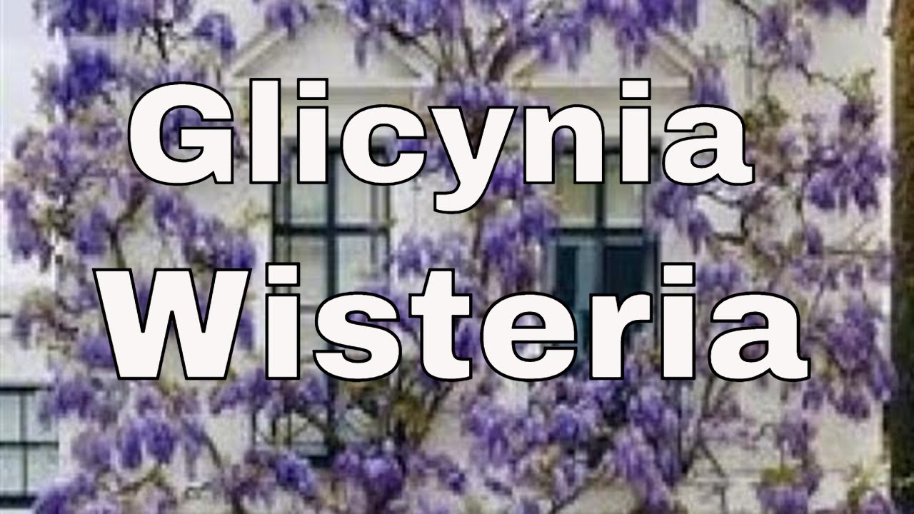 GLICYNIA - WISTERIA JAK SADZIĆ I PIELĘGNOWAĆ. PORADNIK DLA POCZĄTKUJĄCYCH OGRODNIK&Oacute;W
