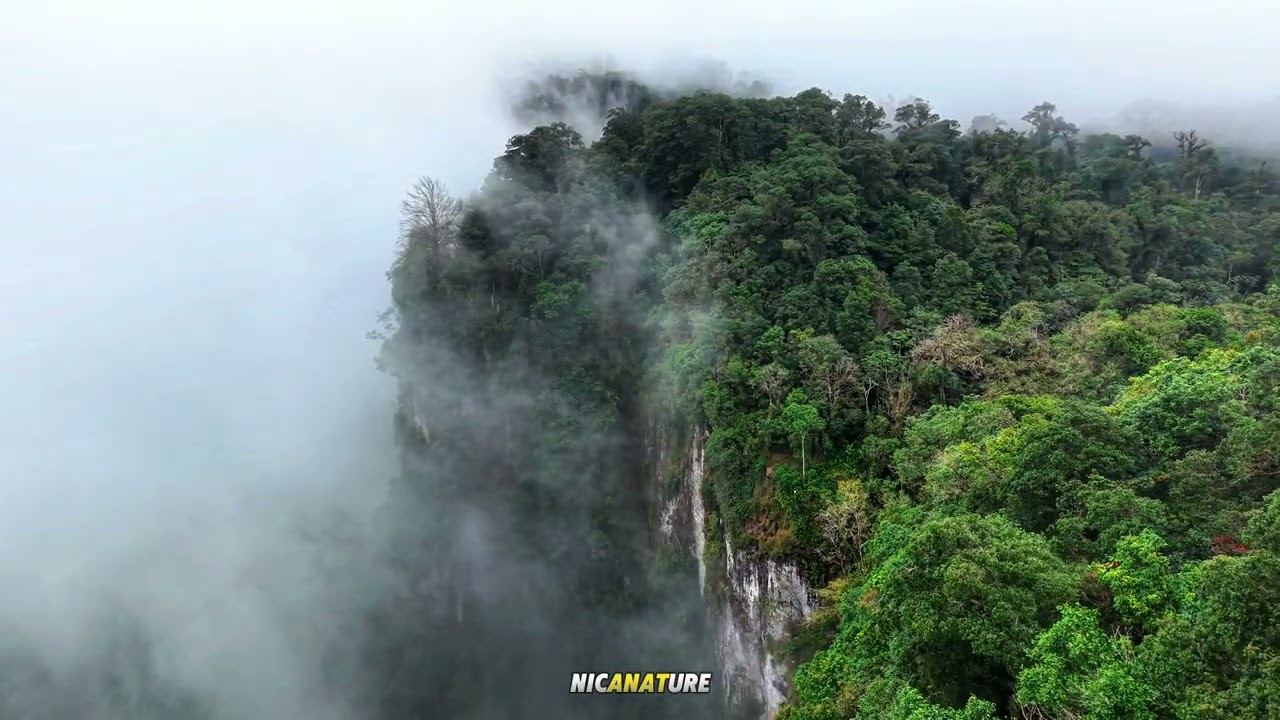 Pandora de Centroamérica 
