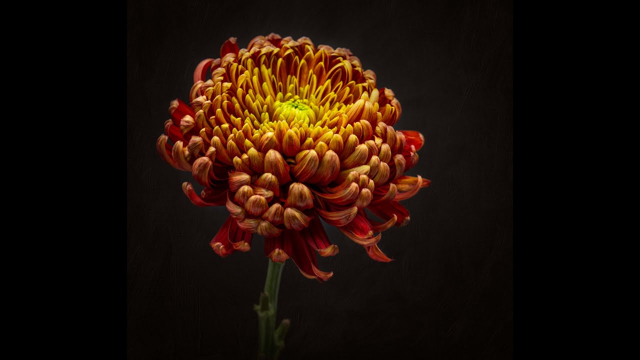 Flower photography on a rainy day indoors - visit a florist and photograph what you bring home!