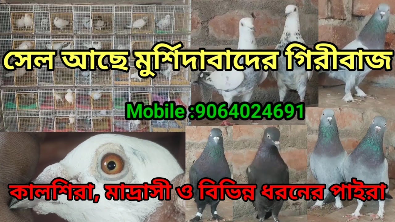 Sell Murshidabadi Giribaz Kabutor, Madrasi, Kalshira, Beat quality Pigeons Highflyer Mob:9064024691