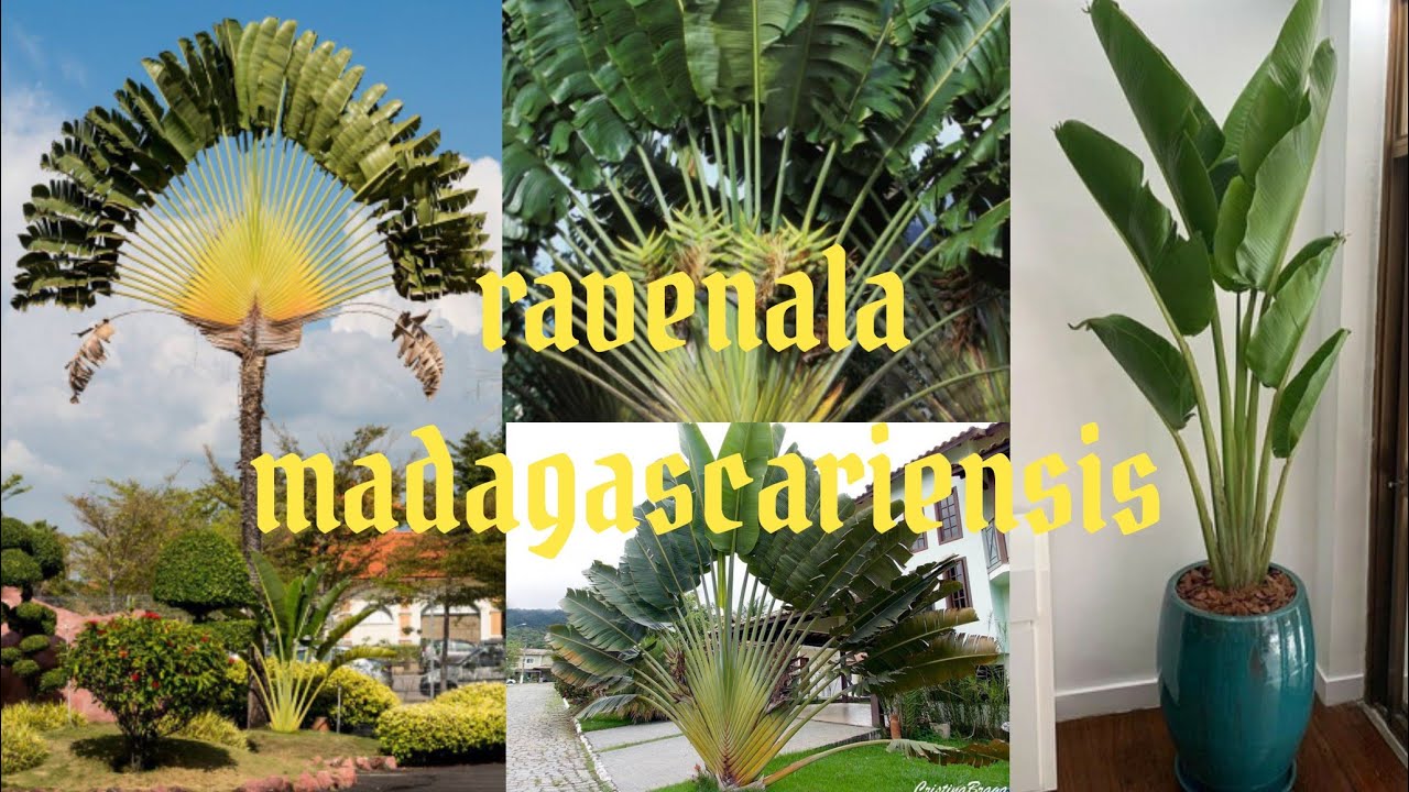 Ravenala linda planta para ambiente interno ou sol pleno