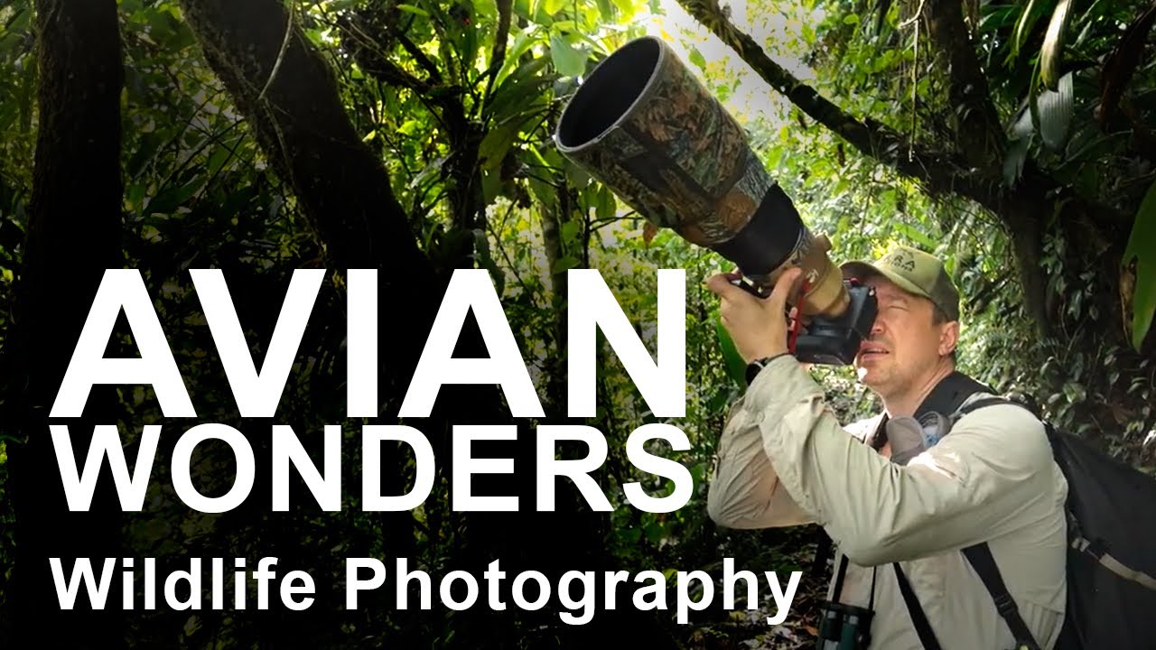 Our Journey Continues - Bird Wonders in Ecuador