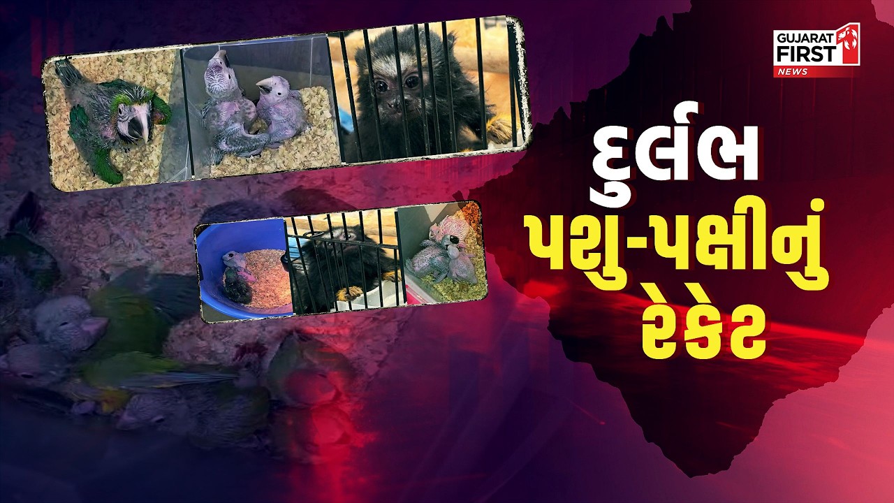 Ahmedabad : વિદેશના દુર્લભ પશુ-પક્ષીઓની તસ્કરી, ક્રાઈમ બ્રાંચના દરોડામાં લાખોના વિદેશી જીવો જપ્ત