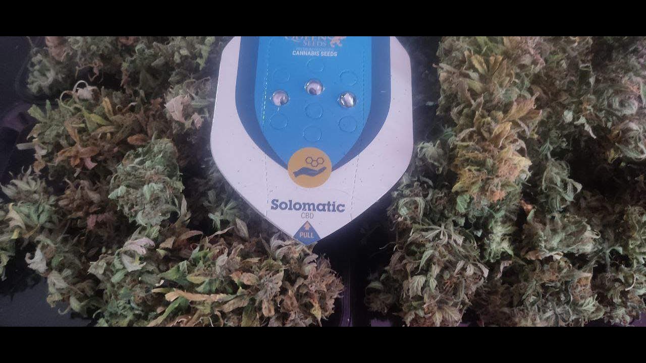 Solomatic - Royal queen seeds - Week 10