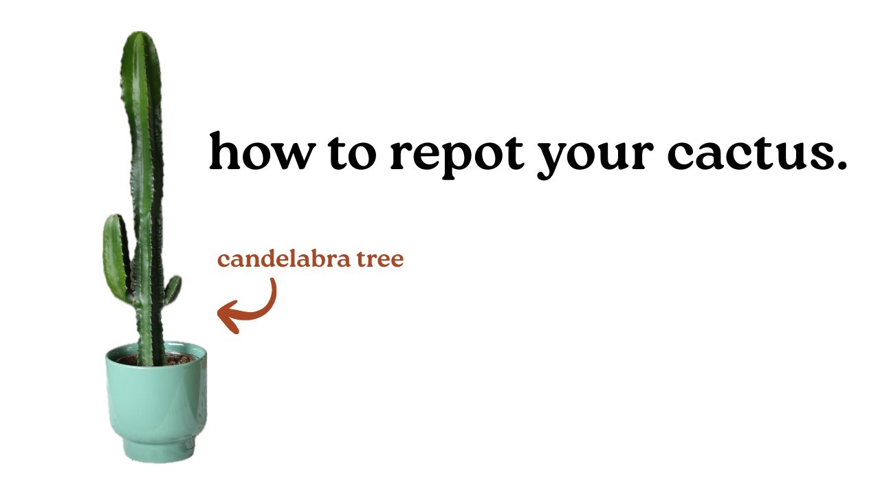 How to Repot a Cactus | Candelabra Tree Repotting (Euphorbia ingens)