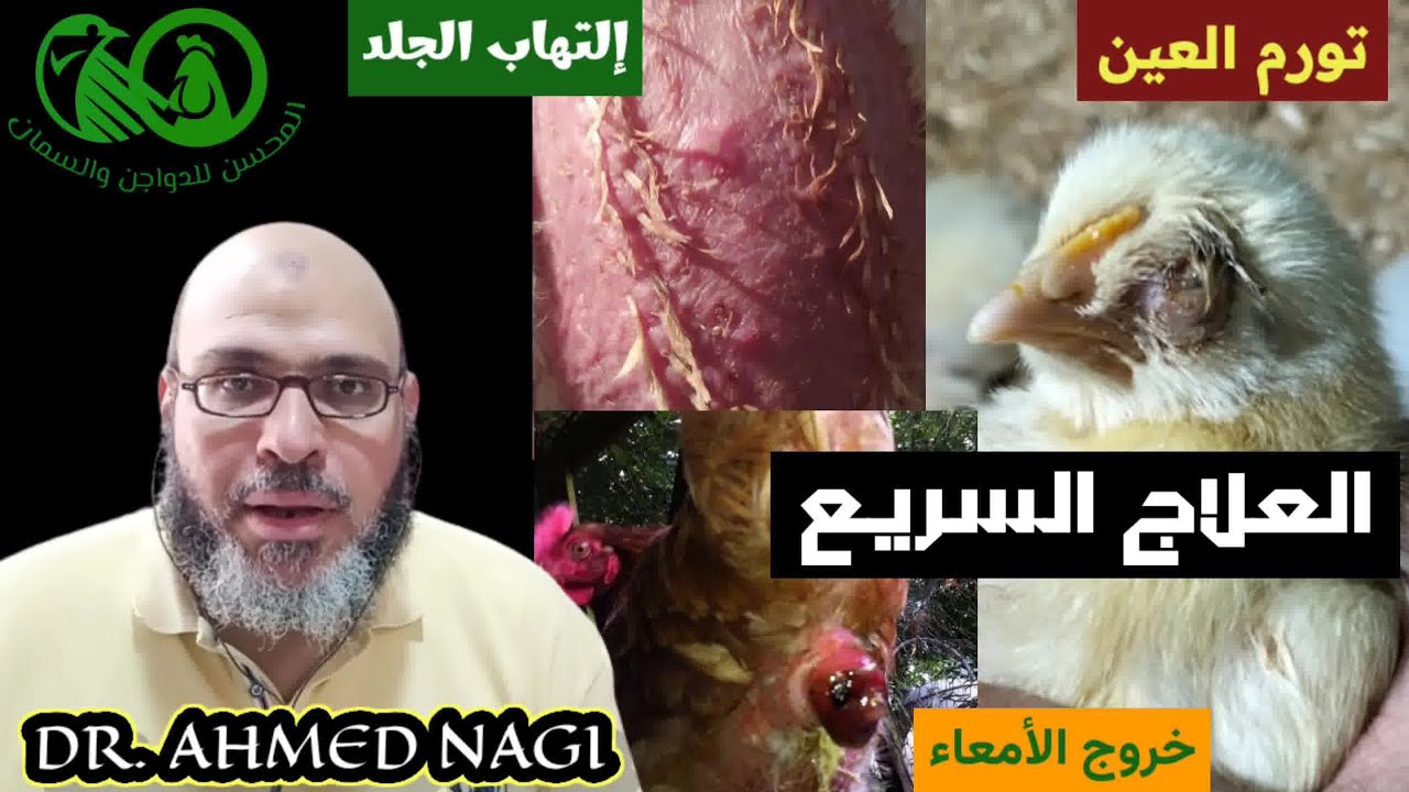 العلاج السريع لثلاثة أمراض بتحيرك فى الفراخ🤪 تورم العين😏 إلتهاب الجلد بالقرح😕البواسير وخروج الأمعاء😁