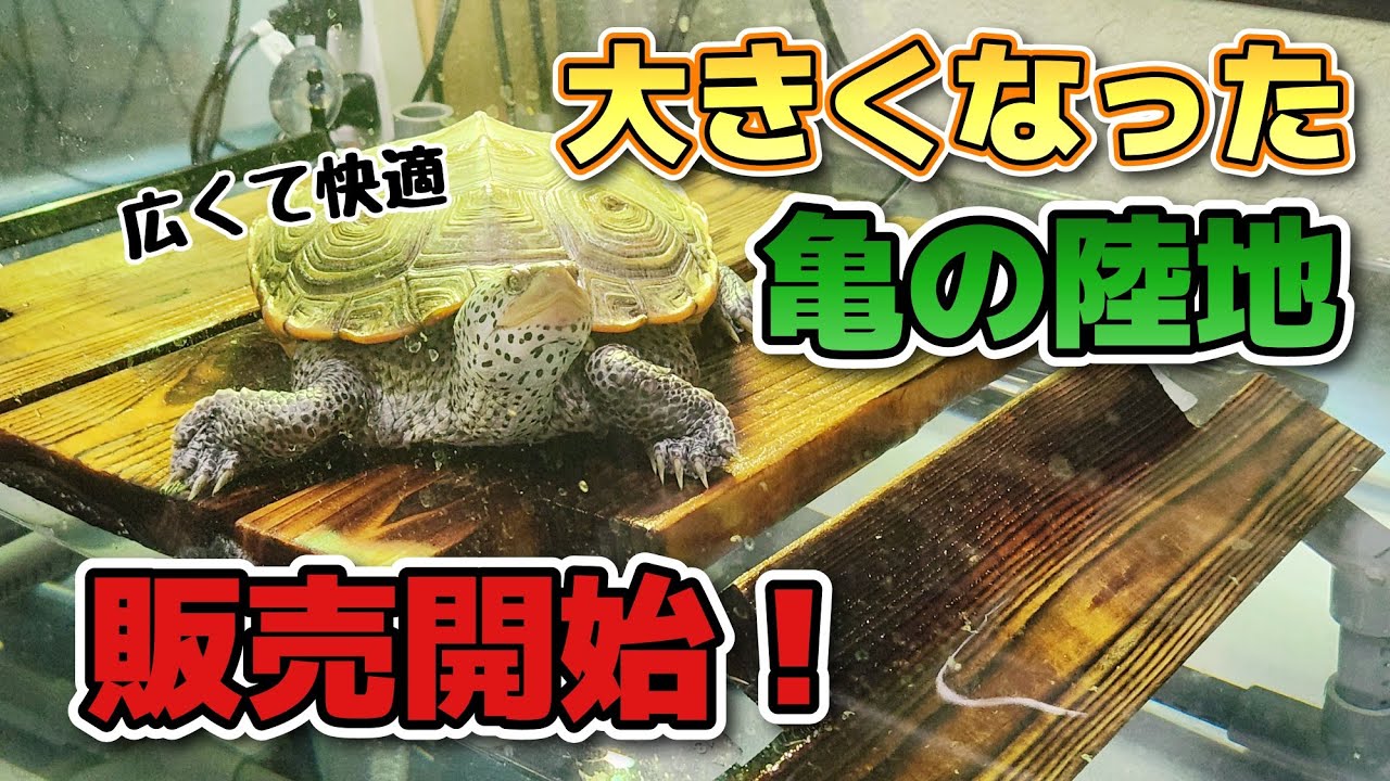 【自作陸地】大きなカメにも使える、機能性亀の陸地！販売開始！【亀飼育】
