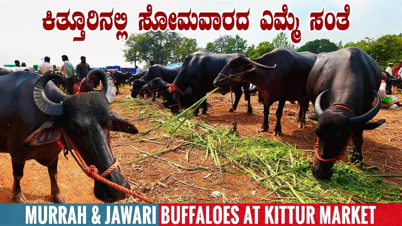 Kittur Buffalo Market Selling Murrah and Jawari Water Buffaloes | Cattle Market in Karnataka