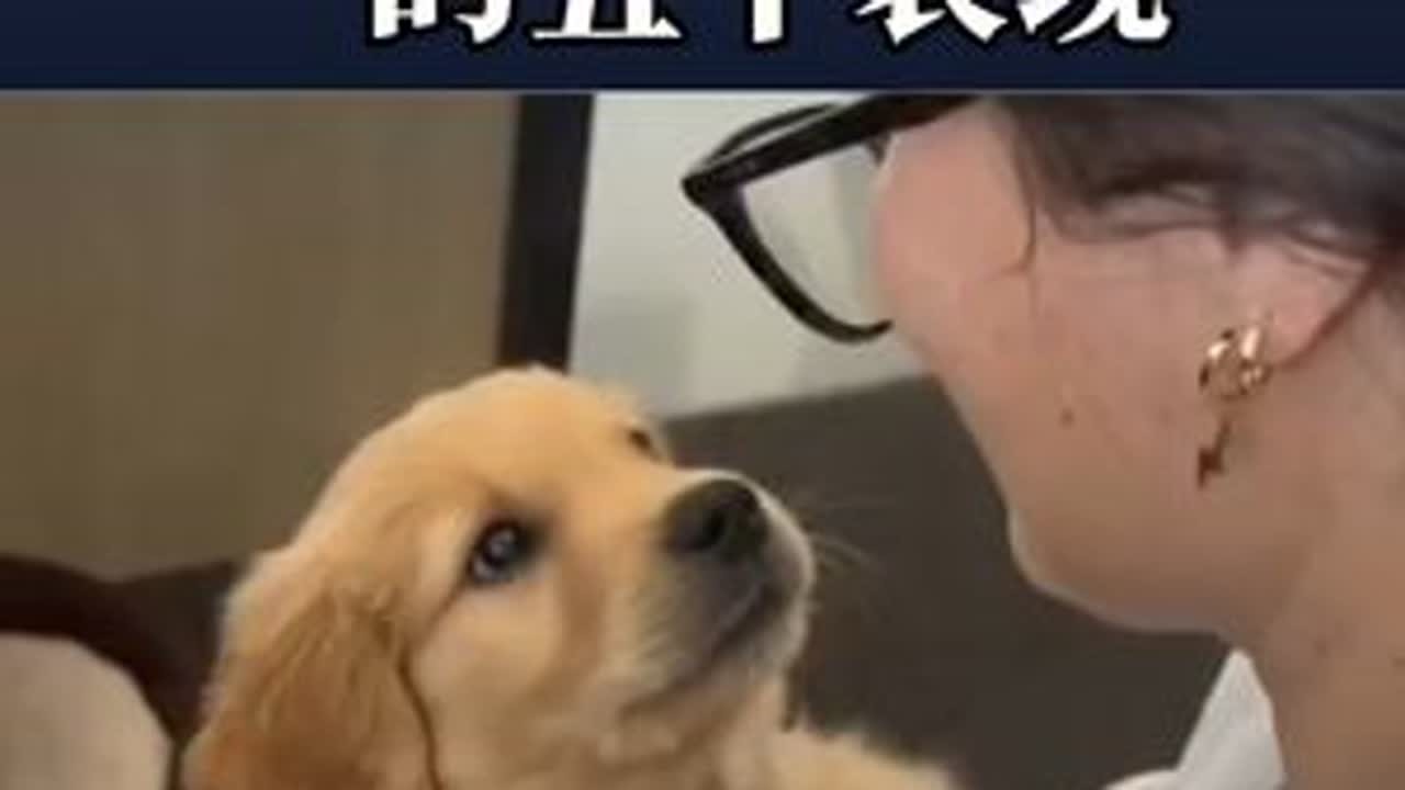 狗狗把你当妈妈的五个表现 #新手养狗#科学养宠攻略 #养狗经验分享 #狗狗#养狗人