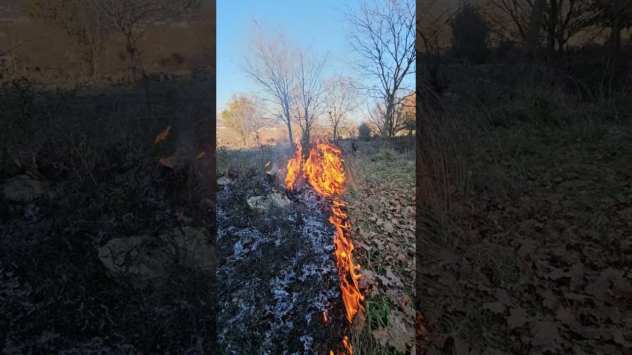 Fire and sheep eating bushes