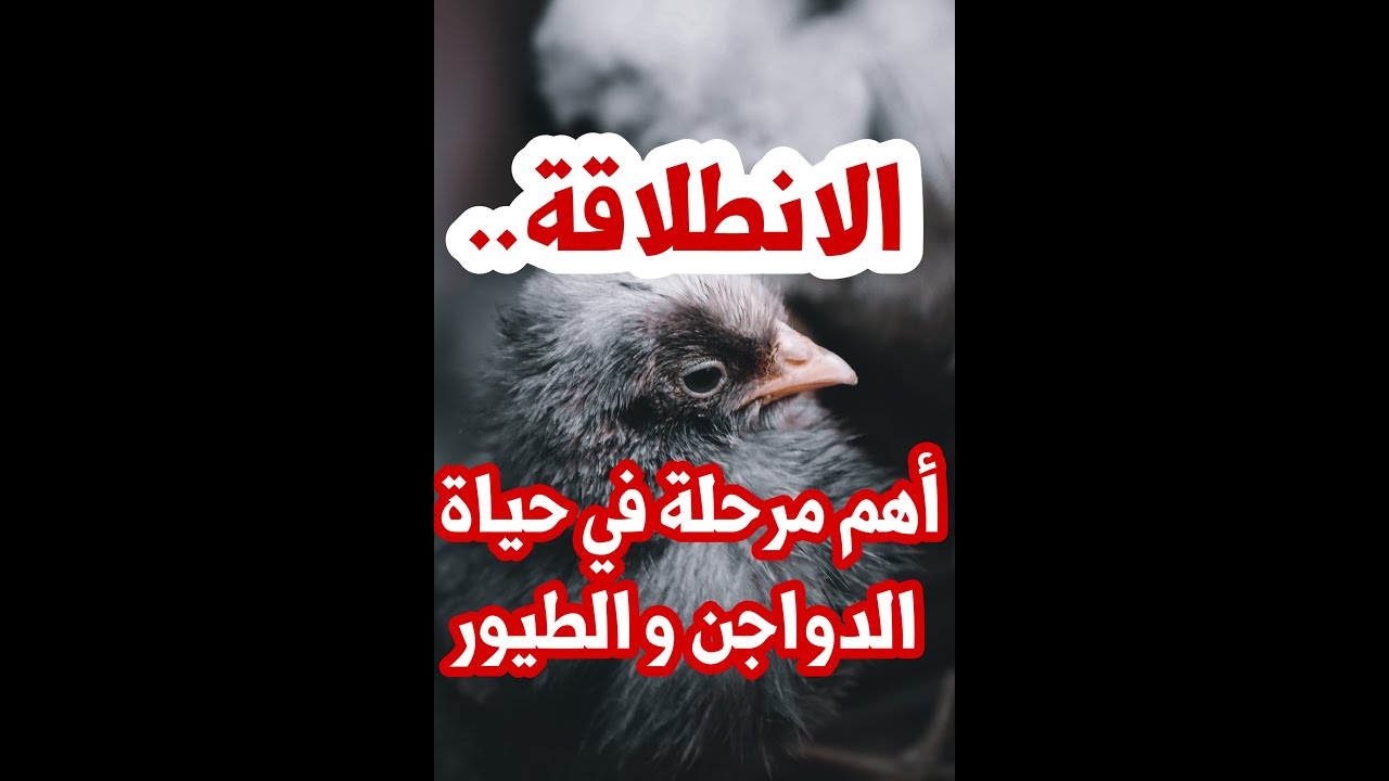 كيف أستقبل  الكتاكيت بطريقة صحيحة و احترافية