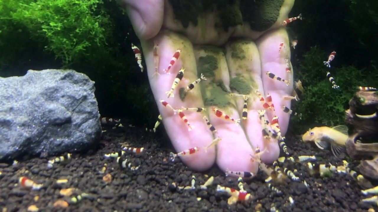 How to breed crystal shrimp? Pls open your subtitle:) Kristal Karides (Taiwan Melezi) Nasıl Bakılır?