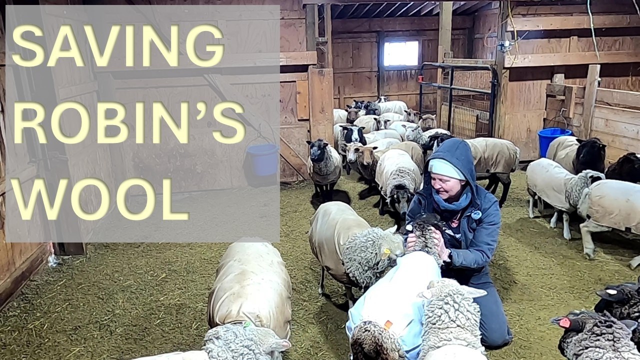 Protecting Robin’s Fleece: Replacing a Ripped Sheep Coat
