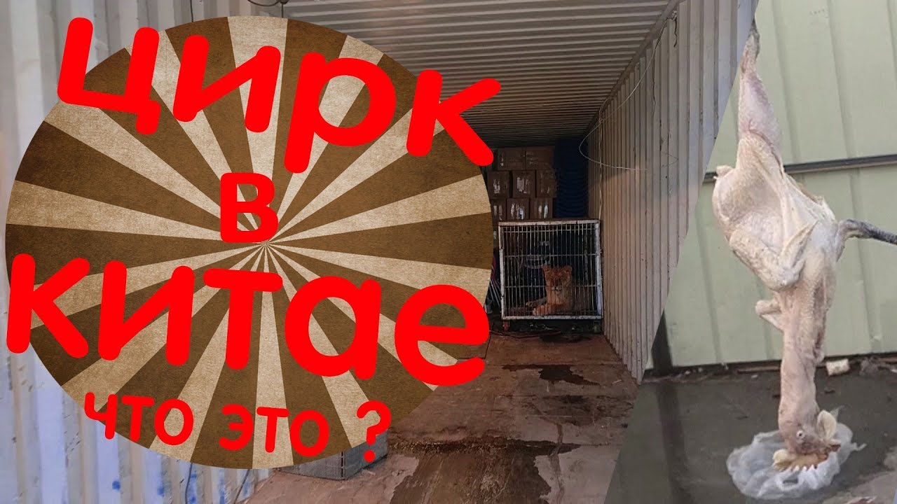что такое цирк в Китае? как живут животные и артисты в шапито