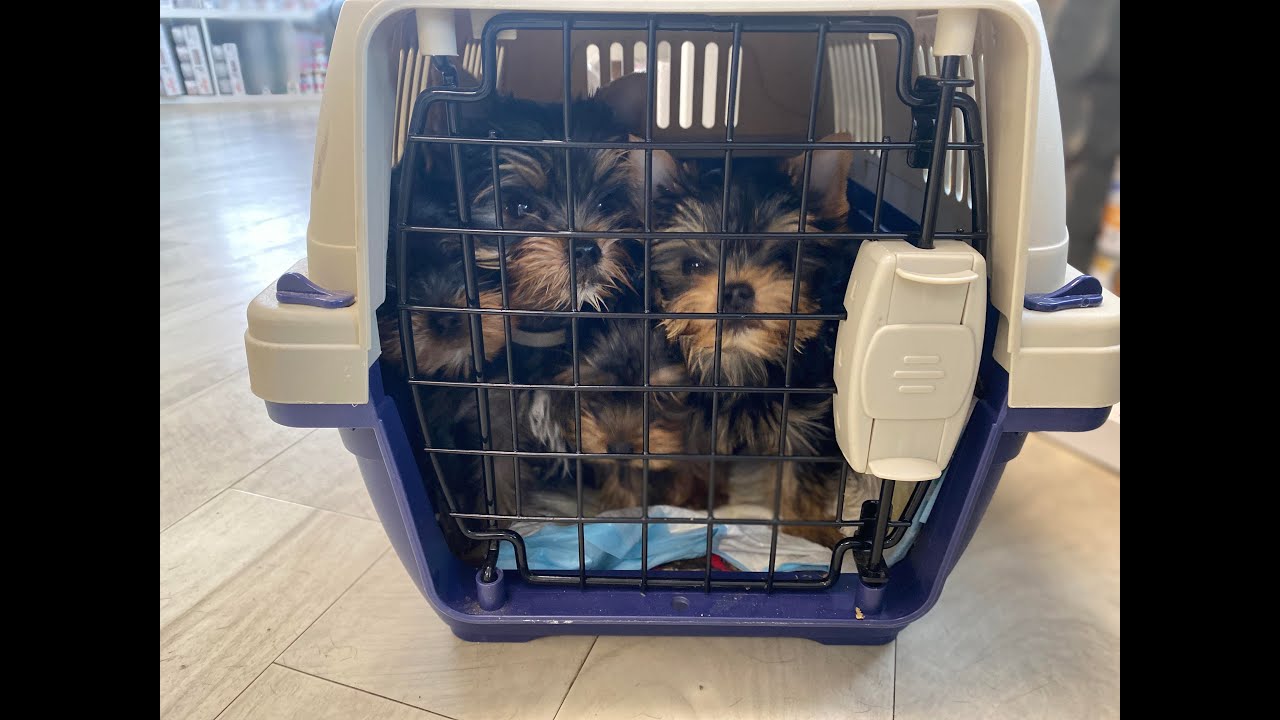 Baby Puppies Get Their First Shots