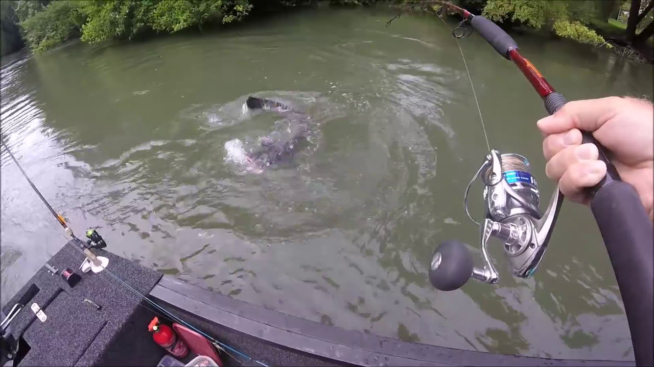 Big catfish on an Alsatian river...Gros silure rivi&egrave;re Alsacienne...