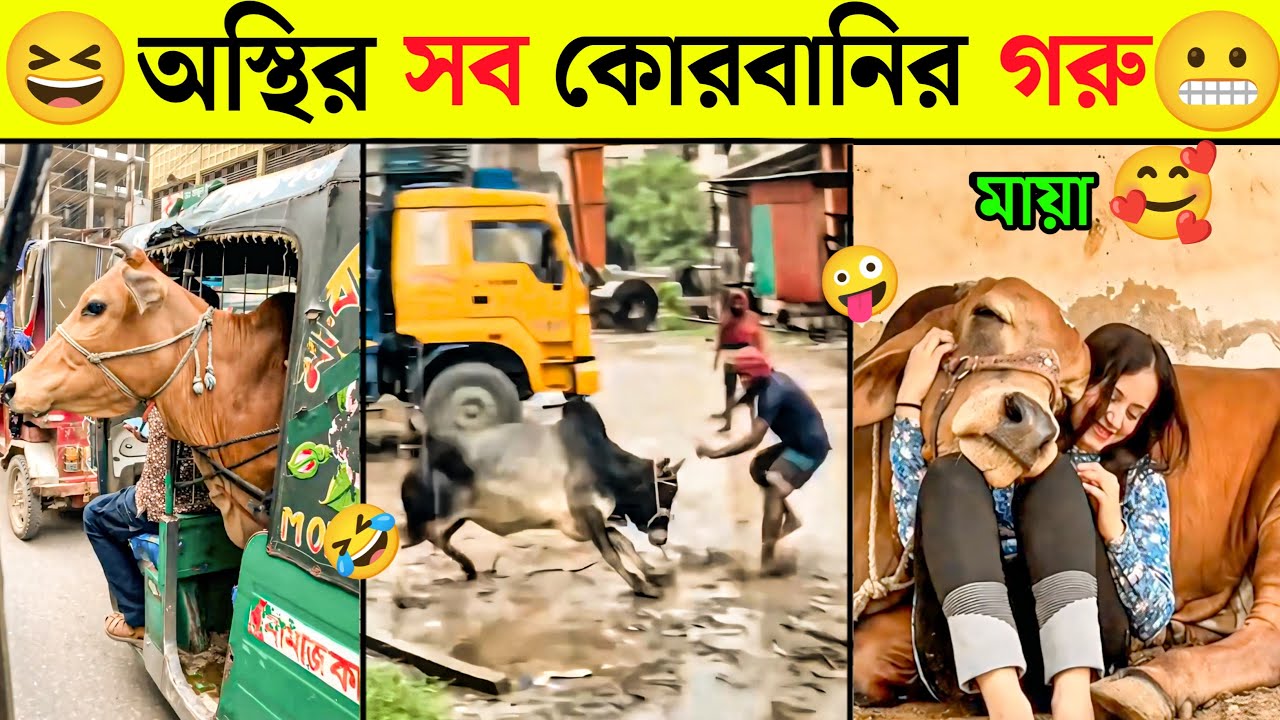 অস্থির সব কোরবানির গরু 😁 Part 2|Osthir bangali😀Osthir Sab qurbanir Garu Funny videos | funny videos|