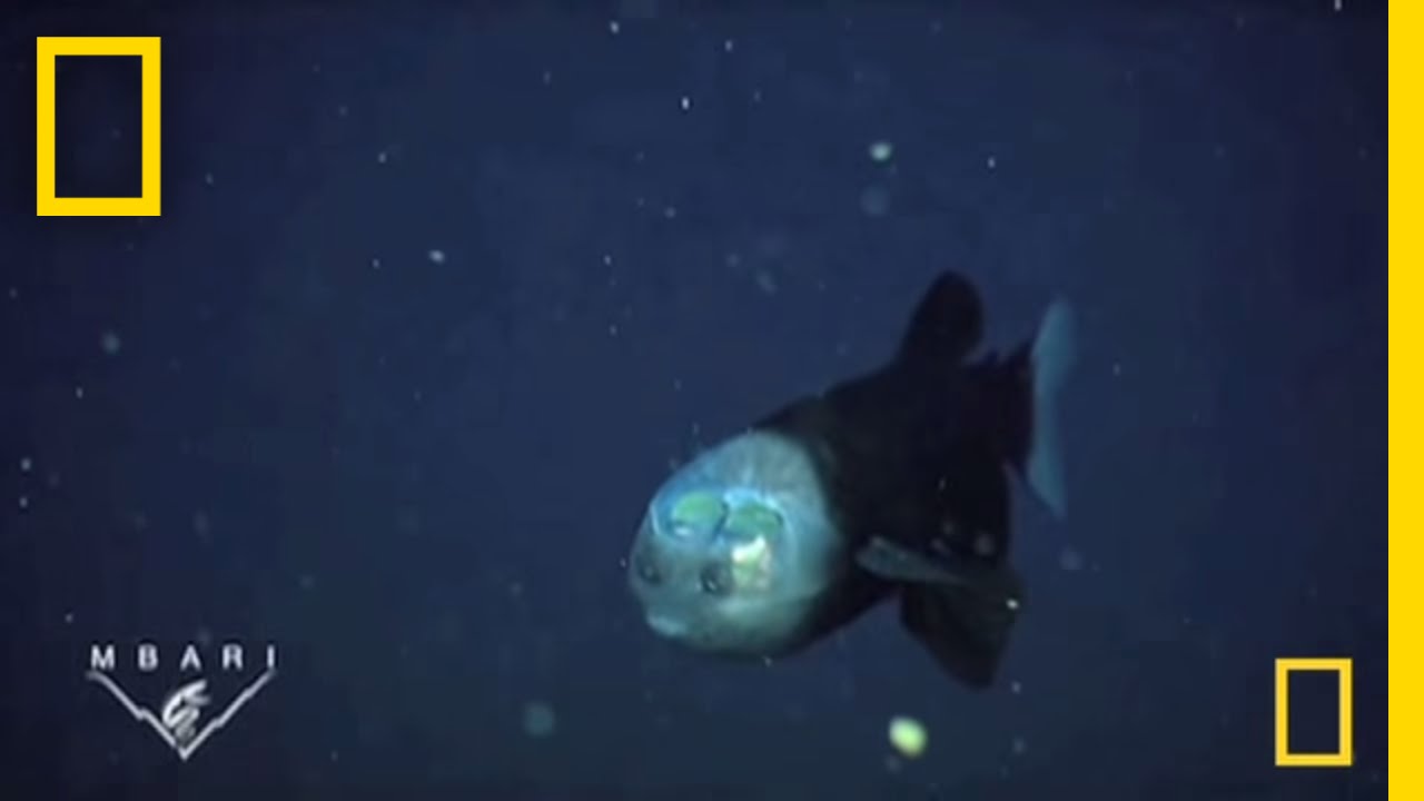 Transparent Head | National Geographic
