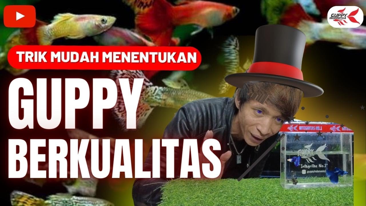 CARA MENILAI GUPPY BERKUALITAS. 15 MENIT LANGSUNG BISA