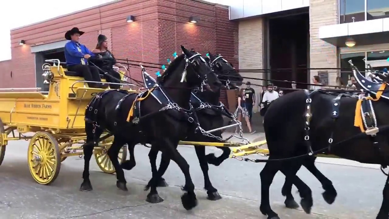 Clydesdale and Percheron Six Horse Hitch