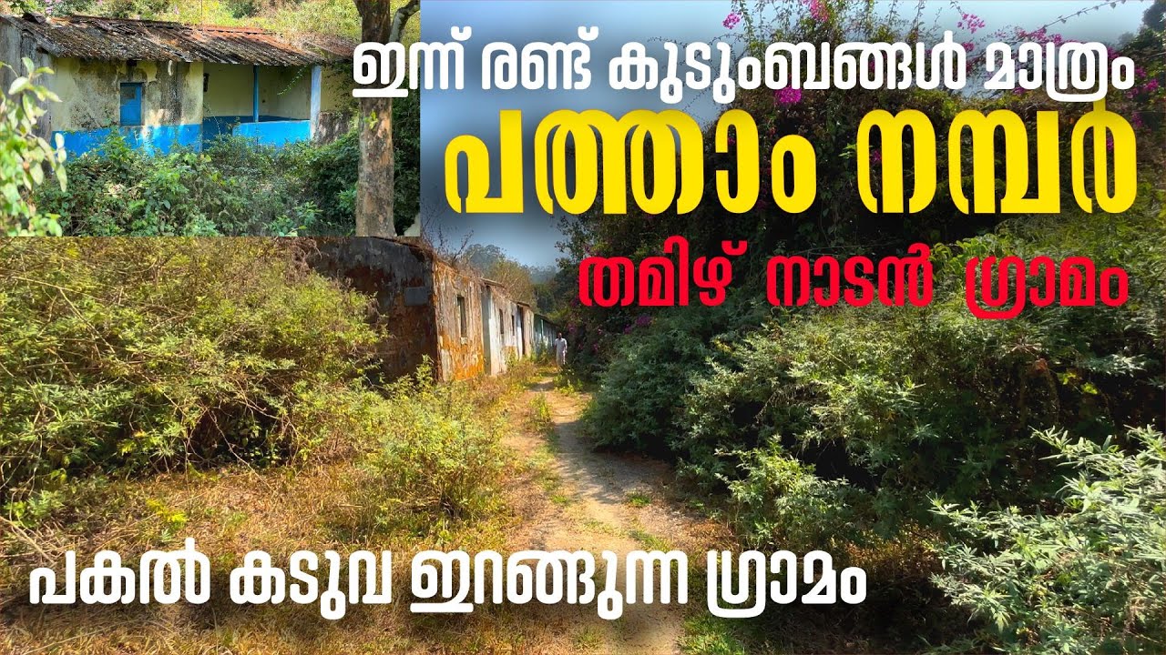 നട്ടുച്ച സമയത്ത് കടുവ പശുവിനെ ആക്രമിച്ച ഗ്രാമം പത്താം നമ്പർ ഇന്ന് കാടിനുള്ളിൽ #vairal #nilgiris