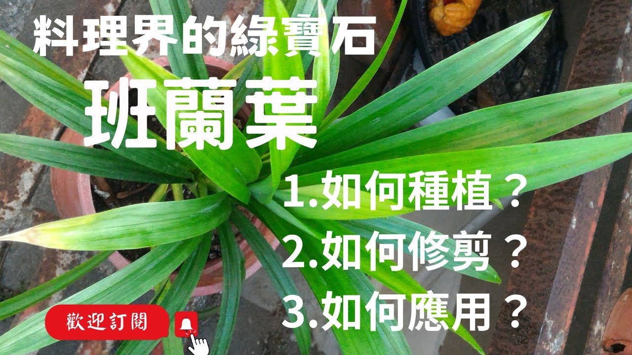 生活中的綠寶石-班蘭葉，如何種植？如何修剪？如何應用？成為廚房的最佳秘密武器!