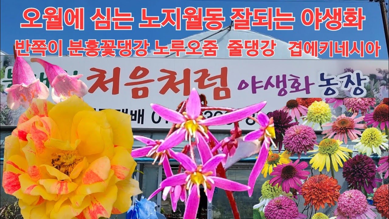#분홍꽃댕강 #노루오줌 #반쪽이 #촛불맨드라미 #찔레 #하트호야 #시다래뻐꾹나리 처음처럼야생화
