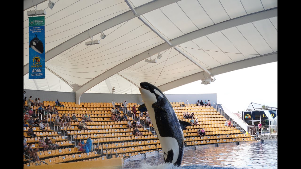 Loro Parque Orca show (2022)