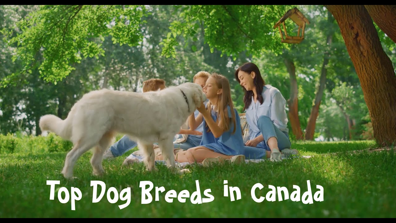 Top Dog Breeds in Canada