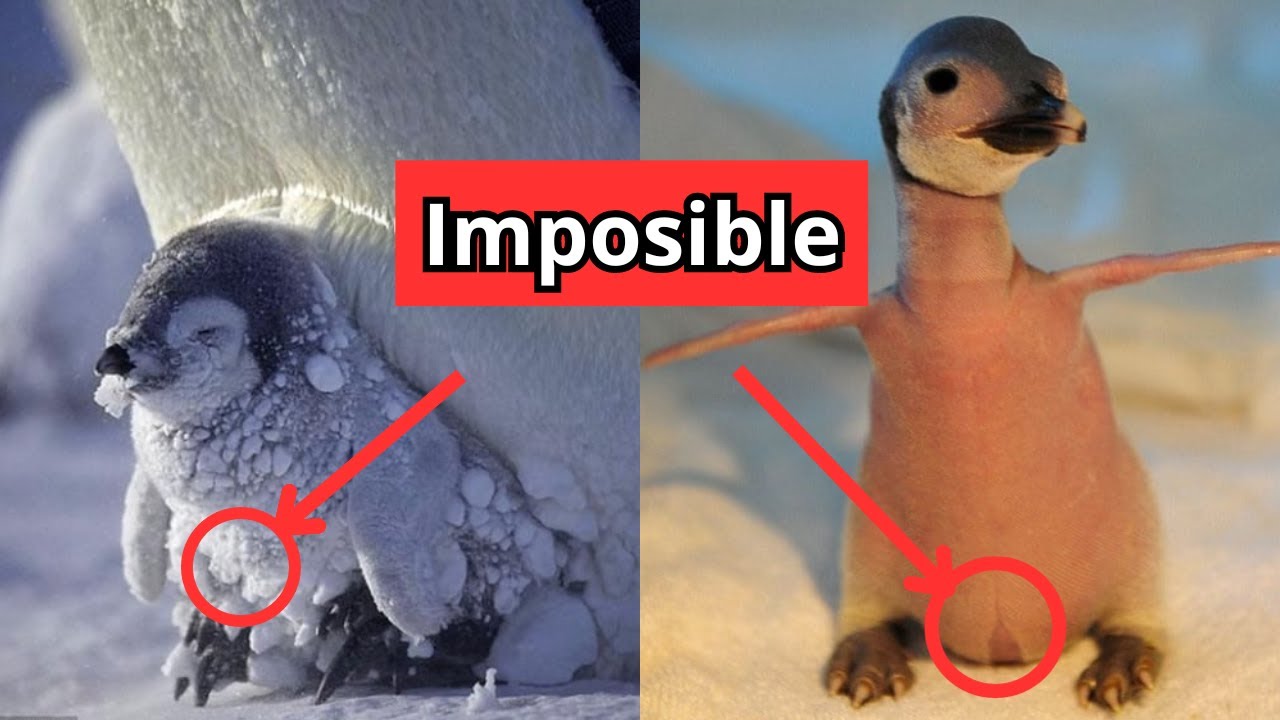 ¿POR QUÉ NO hay PINGUINOS en el POLO NORTE?