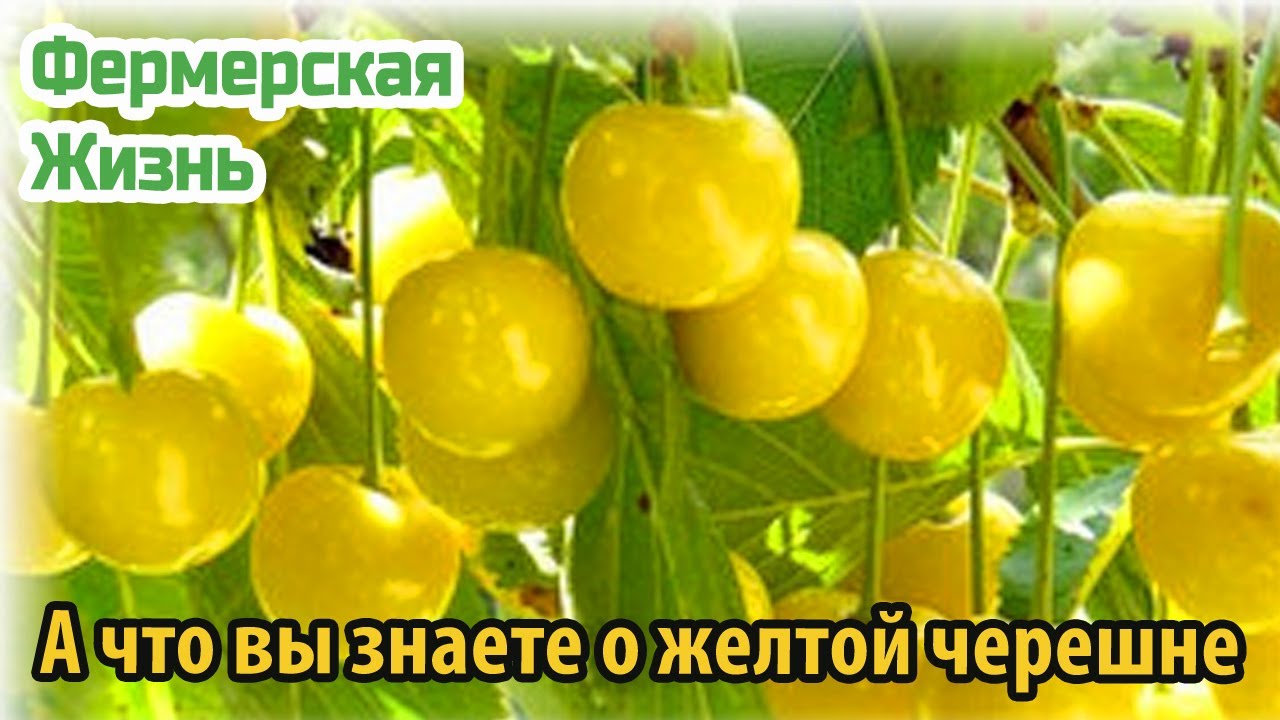 А что вы знаете о желтой черешне