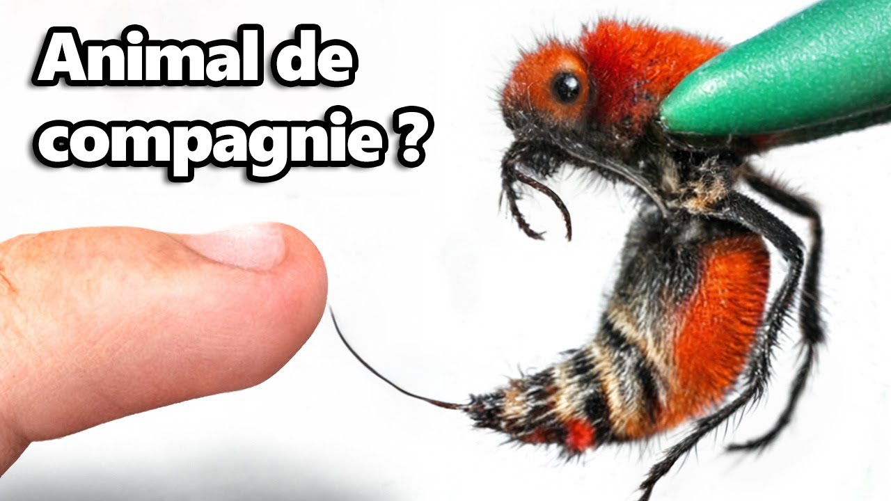 J'ai eu une Fourmi Vache Tueuse (piqûre la plus douloureuse)