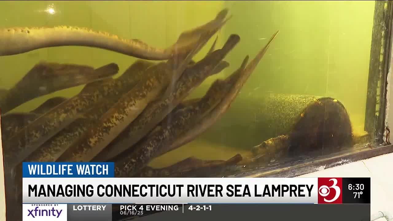 Fish ladders in action on the Connecticut River