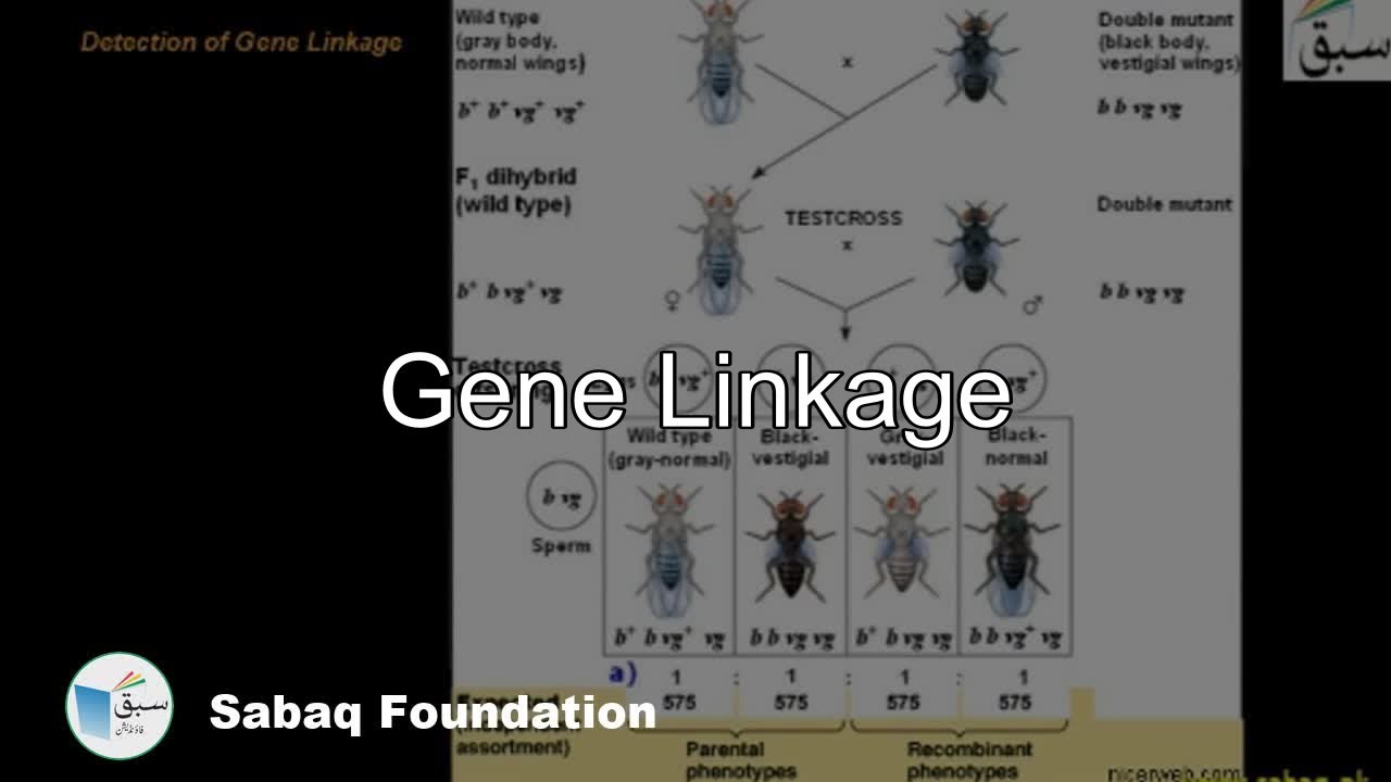 Gene Linkage, Biology Lecture | Sabaq.pk