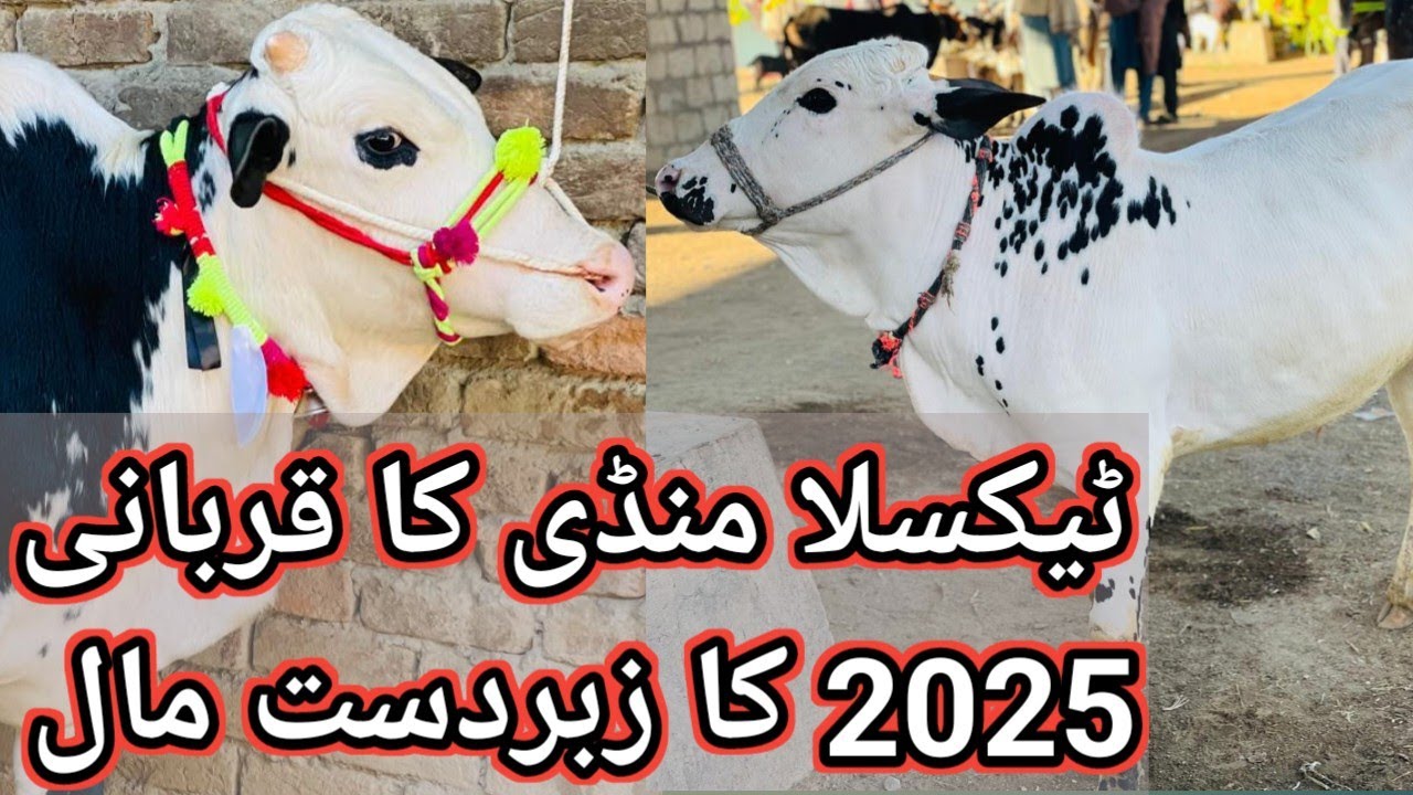Taxila Mandi ka zabardast Qurbani 2025 ka mall