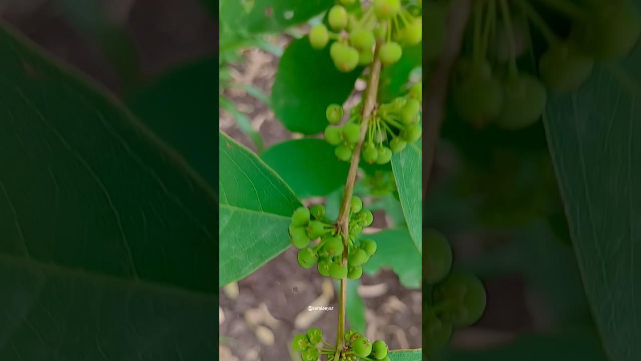 The plant in the picture is 'Vidang' (Embelia ribes). #shortvideo for its medicinal properties