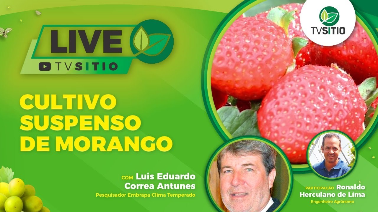 Live 