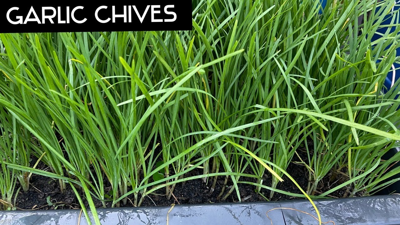 How I Grow Chinese Chives at Home \ Growing Garlic Chives from Cutting