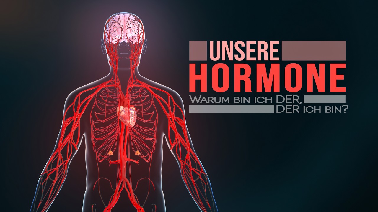 Das Hormonsystem / endokrine System des Menschen (Animation)