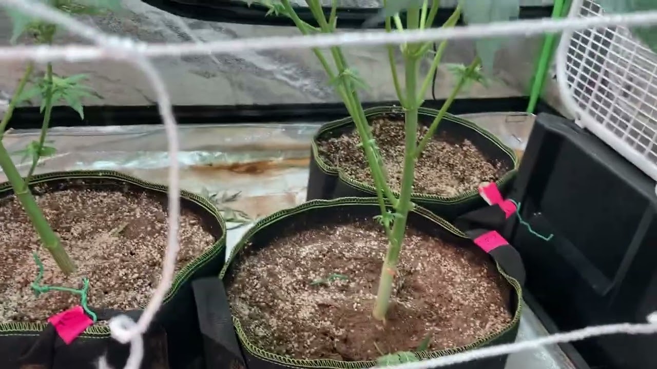 Week 4 flower phase