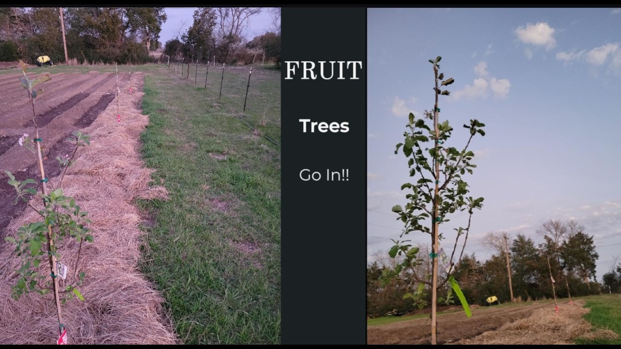First Things Going Into My Garden / Planting Fruit Trees & Berries