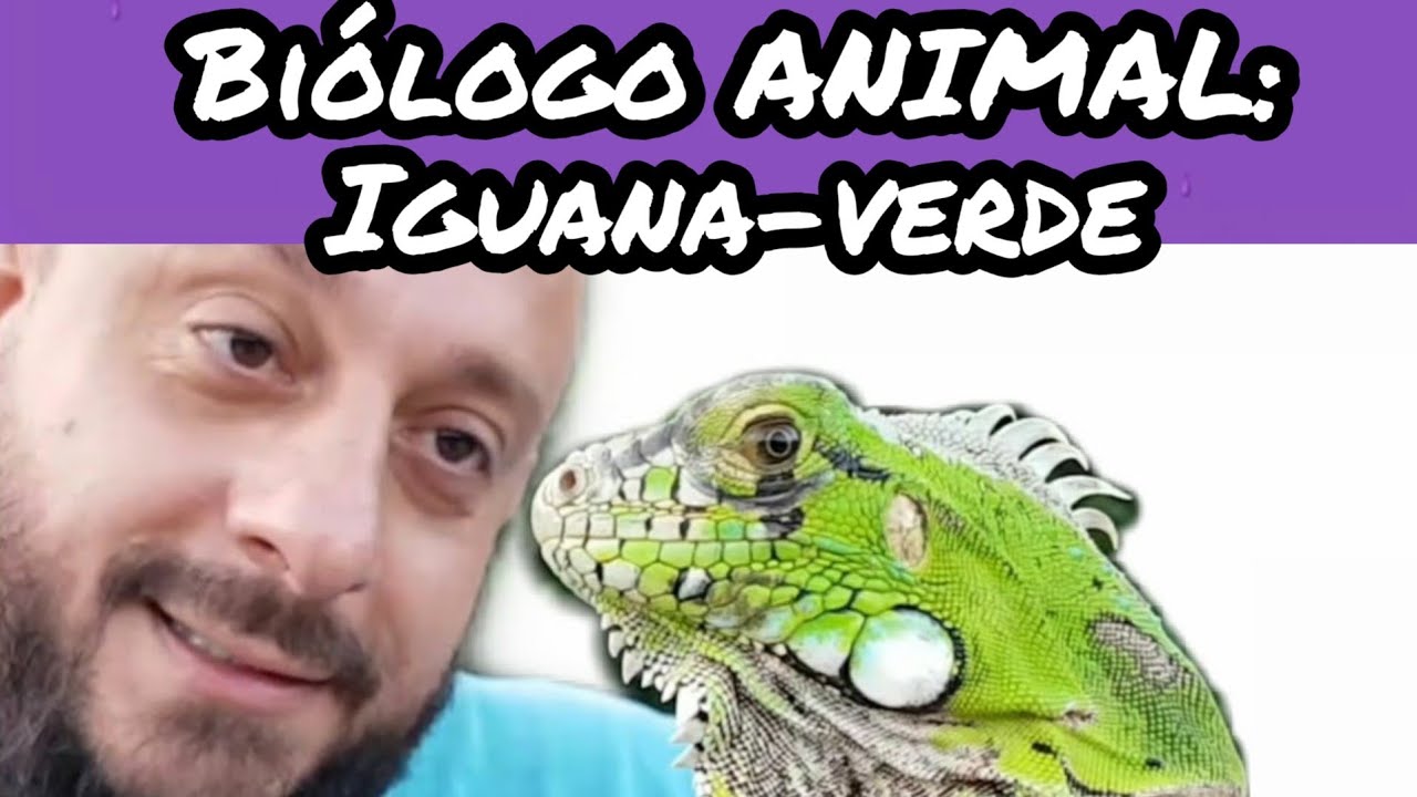 Biólogo ANIMAL: Iguana-verde
