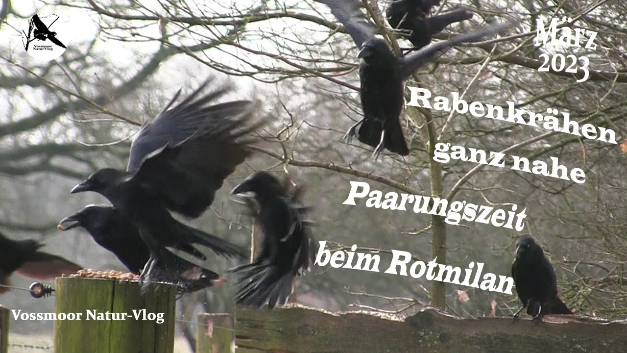 Frostig & die Rasselbande in Massen und nahe / Rabenkrähen & Füttertour im März 2023