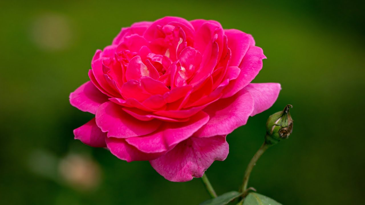 Jeevan Kumar NP is live good morning doston sabhi ko